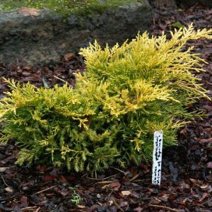 Borievka prostredná (Juniperus media) ´KING OF SPRING´, výška: 20-40 cm, ⌀ 20-40 cm, kont. C5L